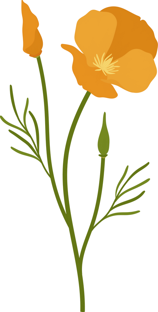 Orange california poppy flower hand drawn illustration.